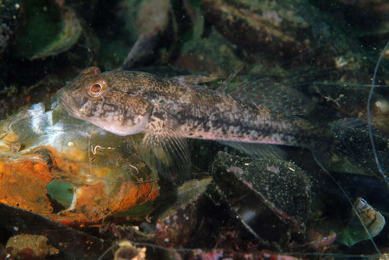 Gobius niger
